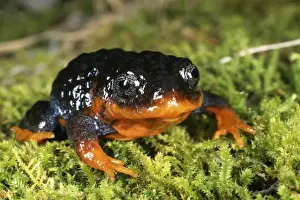 Australian Frogs Prints: Sunset frog