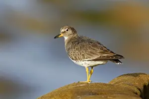 Personal Display Art Prints: Surfbird