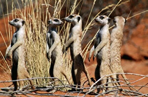 Images Dated 28th June 2004: Suricate / Meerkat Group on the lookout, Kgalagadi Transfrontier Park, South Africa