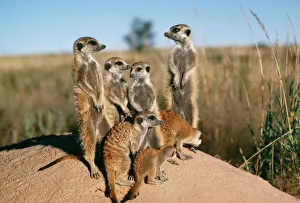 Suricate / Meerkat - Sunbathe at sunrise Suricate / Meerkat - Sunbathe at sunrise