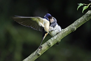 Swalllows - Parent bird feeding young bird on the wing Swalllows - Parent bird feeding young bird on the wing