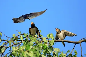 Swallow - adult, feeding juveniles on branch Swallow - adult, feeding juveniles on branch