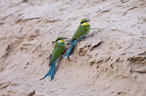 Swallow-tailed Bee-eaters - Adults resting on roadside bank Swallow-tailed Bee-eaters - Adults resting on roadside bank