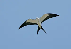 Prints of JZ-2045 Swallow-tailed Kite Elanoides forficatus Distribution: United States to eastern Peru and northern Argentina Accipitridae Prints: Swallow-tailed Kite Print, Elanoides forficatus
