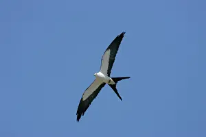 Wildlife Photography Prints: Swallow-tailed Kite