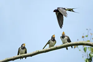 Swallow - young birds, begging for food from adult Swallow - young birds, begging for food from adult