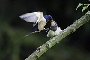Swallows - Parent bird feeding young bird on the wing Swallows - Parent bird feeding young bird on the wing
