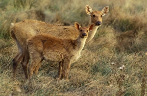 Swamp DEER / Barasinga - female and young Swamp DEER / Barasinga - female and young
