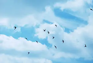Common Swifts in Flight Print