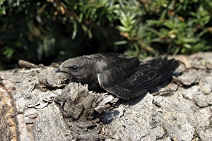 Swift - young which has fallen from nest and is unable to fly Swift - young which has fallen from nest and is unable to fly