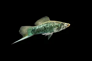 Prints of BB-674 SWORDTAIL / PLATY Fish Xiphophorus helleri Brian Bevan Please note that prints are for personal display purposes only and may not be reproduced in anyway. Platy Prints: Swordtail Fish Print