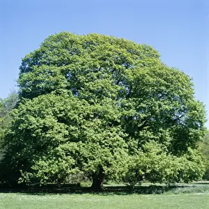 European Woodland Plants Prints: Sycamore Tree - spring, sequence 1 of 4