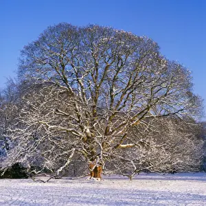 Winter Woodland Scenes Prints: Sycamore Tree - winter, sequence 4 of 4