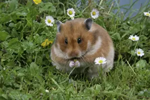 Cute Hamster Pictures Prints: Syrian Hamster