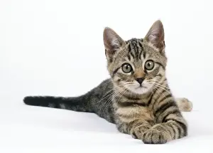 Tabby Kitten Pictures Prints: Tabby Cat - kitten lying down
