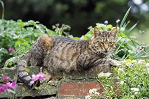 Personalized Pet Pictures Prints: Tabby Cat - lying on wall