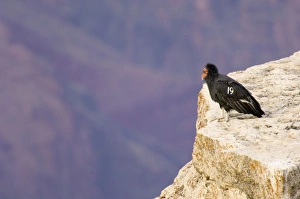 Tagged California Condor - Perched on rocky cliff Tagged California Condor - Perched on rocky cliff