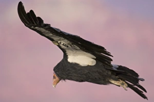 Tagged California Condor - Soaring Tagged California Condor - Soaring