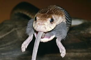 Images Dated 7th October 2004: Taipan Snake Eating a Mouse Australia