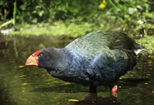 New Zealand Native Birds Prints: Takahe