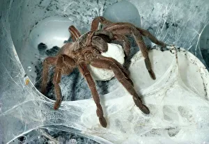 Tarantula / Bird-eating Spider - at nest carrying egg cocoon Tarantula / Bird-eating Spider - at nest carrying egg cocoon
