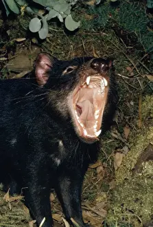 Tasmanian Devil Print, Sarcophilus harrisii