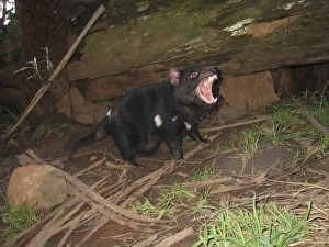Tasmanian Devil - female with mouth open and young approx. 10 weeks old Tasmanian Devil - female with mouth open and young approx. 10 weeks old