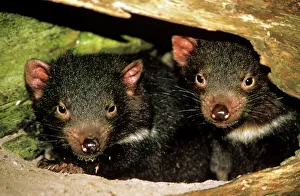 Tasmanian devil - pair of young at den entrance Tasmanian devil - pair of young at den entrance