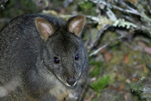Tasmanian / Red-bellied Pademelon / Rufous Wallaby Tasmanian / Red-bellied Pademelon / Rufous Wallaby