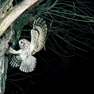 Tawny Owl - in flight, towards nest Tawny Owl - in flight, towards nest
