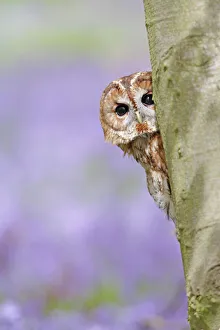 Tawny Owl - looking around tree in bluebell wood Tawny Owl - looking around tree in bluebell wood