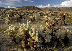 Teddy-bear Cholla Cactus Teddy-bear Cholla Cactus