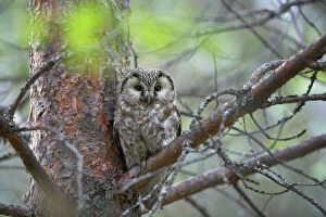 Images Dated 3rd September 2007: Tengmalm's Owl Aegolius funereus Oulu Region, Finland BI014260