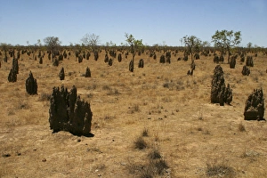 Termite mounds - Inside the mounds are a Queen which may live 20 years Termite mounds - Inside the mounds are a Queen which may live 20 years