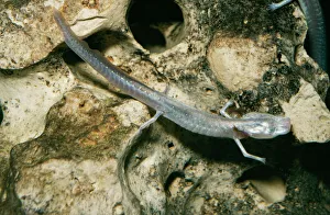 Texas Blind Salamander Texas Blind Salamander