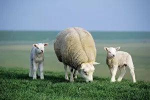 Sheep Prints: Texel Sheep - ewe with twin lambs Print