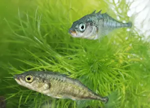 Three Spined Stickleback Prints: Two Three-spined Sticklebacks