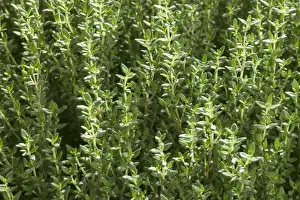 Thyme Plant Prints: Thyme - close-up