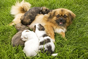 Tibetan Spaniel - with five puppies Tibetan Spaniel - with five puppies