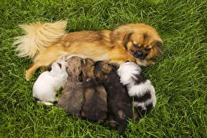 Tibetan Spaniel - with five puppies suckling Tibetan Spaniel - with five puppies suckling