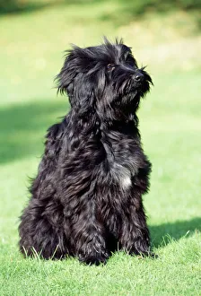 <b class=qtipBold><figcaption>Tibetan Terrier Dog</figcaption></b><br>JD-14239 Tibetan Terrier Dog John Daniels Please note that prints are for personal display purposes only and may not be reproduced in any way.<br><em>© John Daniels / ardea.com</em> Tibetan Terrier Dog