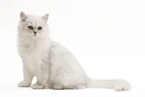 Tiffanie Cat Studio Print