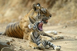 Tiger - 3 month-old cub yawning in front of tigress Tiger - 3 month-old cub yawning in front of tigress