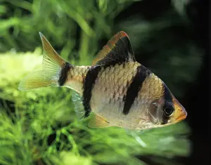 Jean Michel Labat Artwork Prints: Tiger Barb Fish