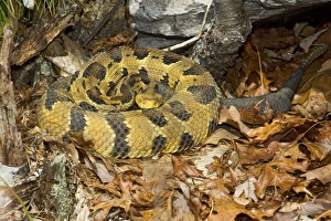 Timber Rattlesnake - by the number of rattles approximately 10 years old Timber Rattlesnake - by the number of rattles approximately 10 years old