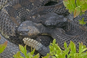 Timber Rattlesnakes - Emerging from hibernation at den site Timber Rattlesnakes - Emerging from hibernation at den site