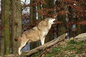 Timber Wolf / Grey Wolf sub species Timber Wolf / Grey Wolf sub species