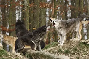 Timberwolf SM-1783 Print