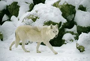 Wildlife Photography Prints Online Prints: Timberwolf Grey wolf sub speccies