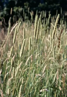 European Grasses Prints: Timothy Grass